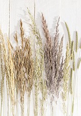 Butterfly Golden Harvest Nature A/4 elastic folder