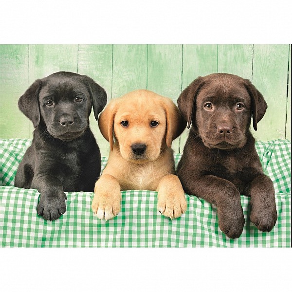 Animals Three Labs Dog 1000-piece puzzle Clementoni  CMC39946